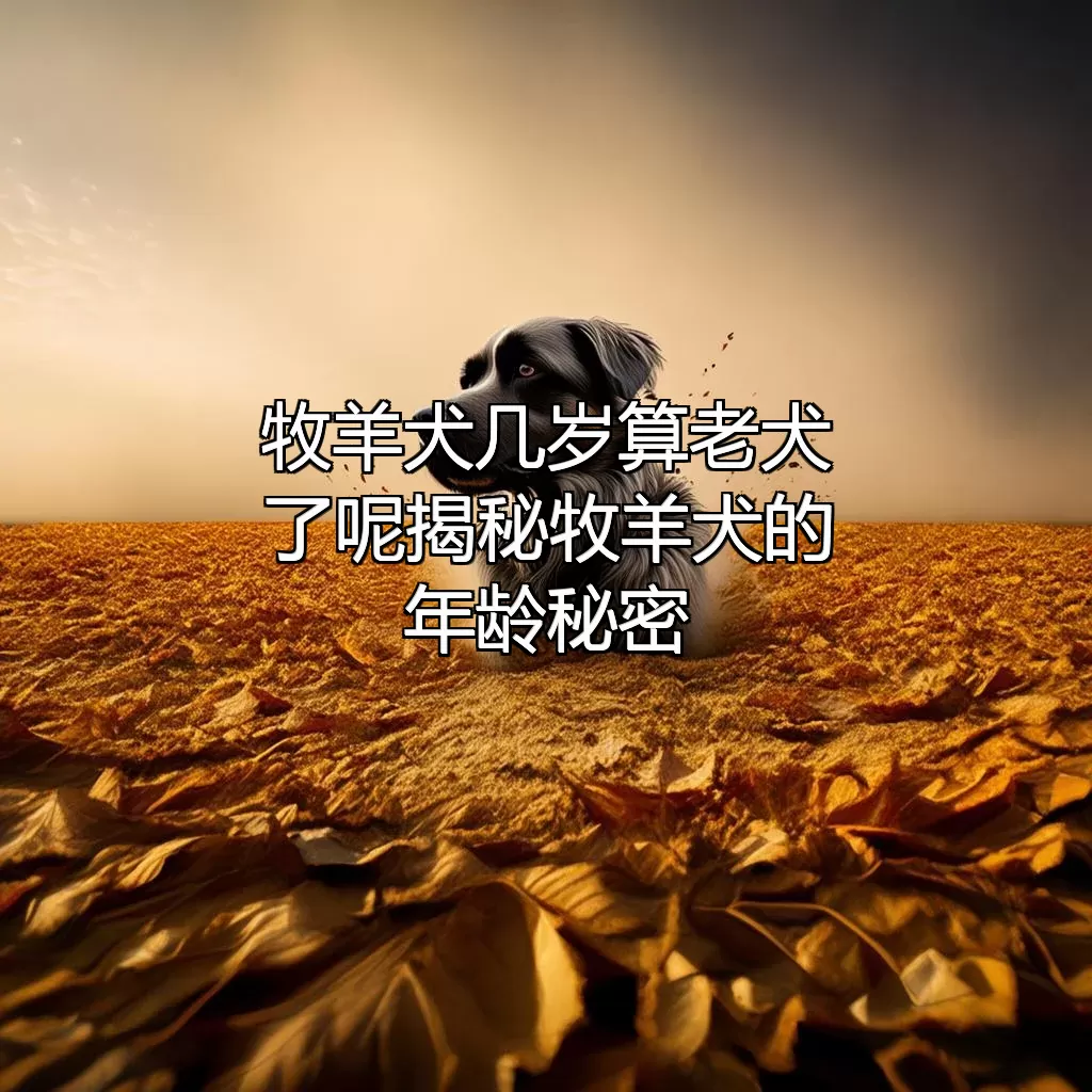 牧羊犬几岁算老犬了呢?揭秘牧羊犬的年龄秘密!
