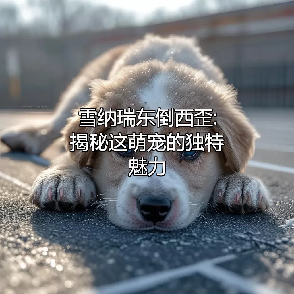 雪纳瑞东倒西歪:揭秘这萌宠的独特魅力
