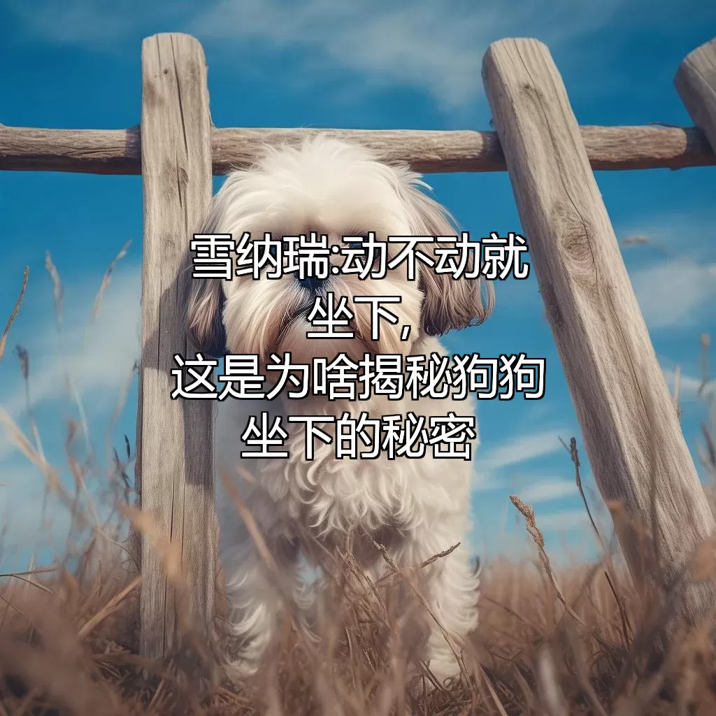 雪纳瑞:动不动就坐下,这是为啥?揭秘狗狗坐下的秘密!
