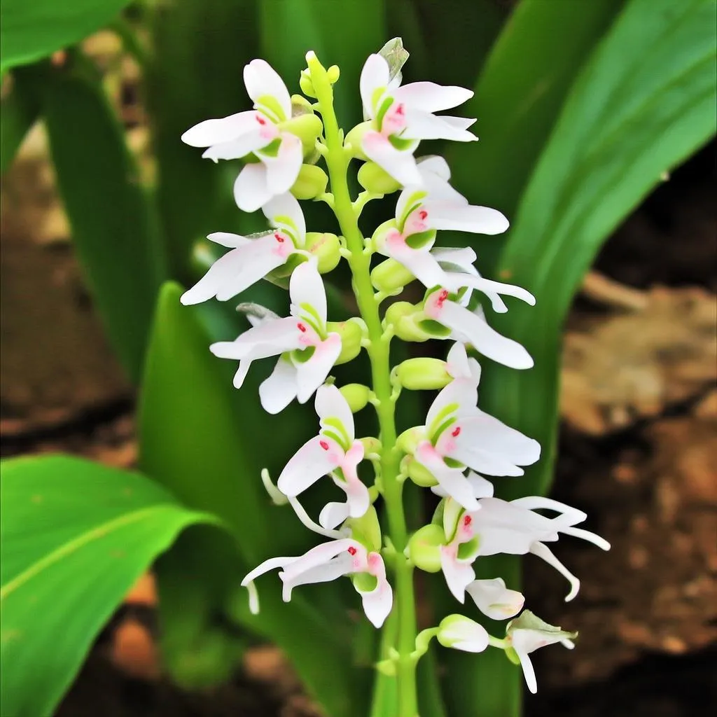 揭秘铁皮石斛的黄金搭配：蜂蜜泡饮，养生新境界！