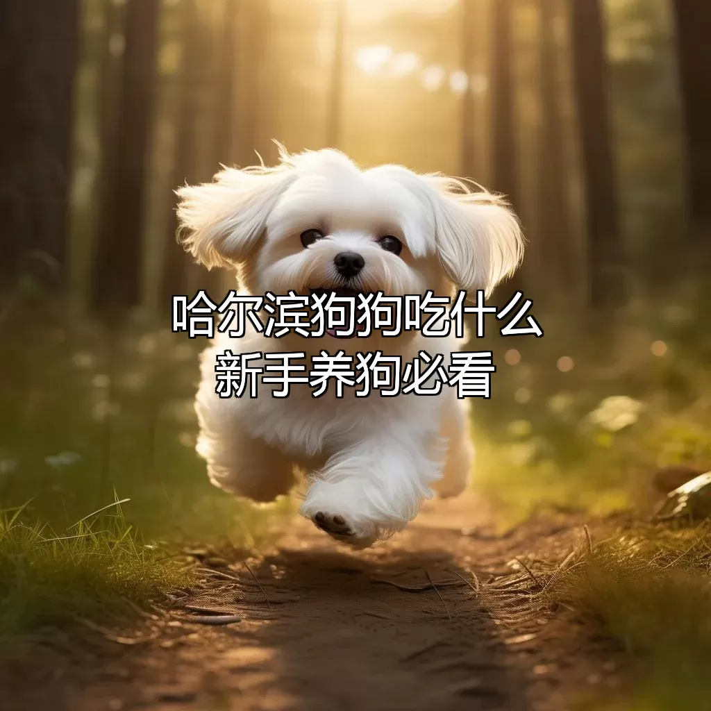 哈尔滨狗狗吃什么？新手养狗必看！