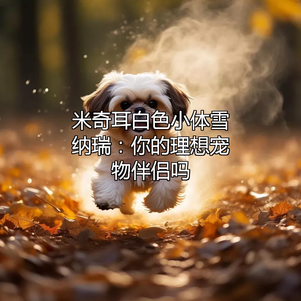米奇耳白色小体雪纳瑞：你的理想宠物伴侣吗？