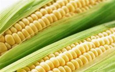 怀孕期间的营养饮食指南：老玉米与孕期饮食建议
