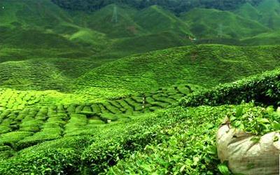 茶叶会坏吗？茶叶的正确保存与饮用方法揭秘