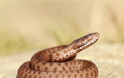 椒盐蛇肉：特色美食的制作与营养解析