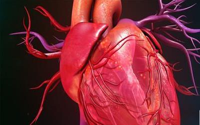 人参枸杞的寒性与功效全解析：养生专家揭秘