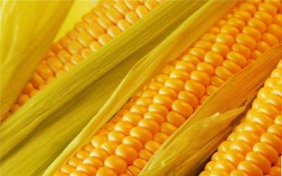 孕妇饮用玉米须水：安全与功效全解析