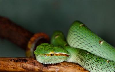 蛇皮美食：揭秘蟒皮烹饪的秘诀与美味