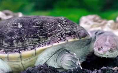 精准识别野生甲鱼：技巧与注意事项