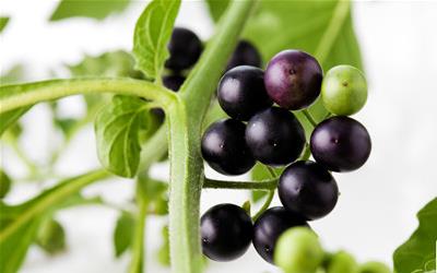 秋葵花：营养价值与美味佳肴的双重享受