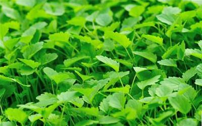 药流后益母草颗粒的服用指南：最佳用量与注意事项