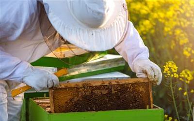 蜂巢食用与储存全攻略：健康美味两不误