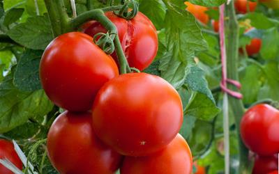 番茄炒洋白菜：家常美味与营养兼备的烹饪秘诀