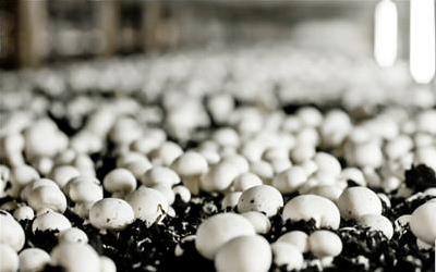 哺乳期妈妈食用酵素梅的适宜性分析及注意事项