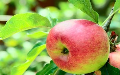 苹果蒸煮新吃法：揭秘蒸苹果的五大健康益处