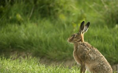 揭秘食用野生动物的危害：健康风险与生态危机并存