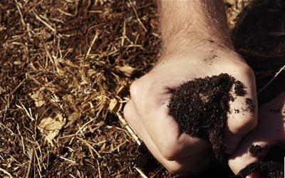 锁阳与肉苁蓉泡酒：男性养生新选择