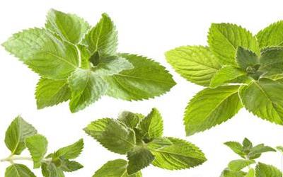 野生薄荷能泡茶喝吗？详解其功效与食用禁忌