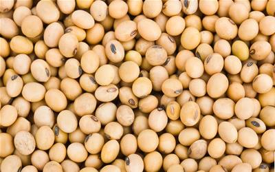 南通白蒲茶干：传承千年的健康美食