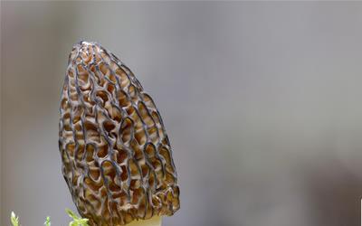 菌类可以隔夜吃吗？揭秘隔夜菜的安全指南