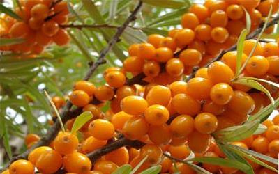沙棘能靓油真的有效吗？全面解析其功效与使用