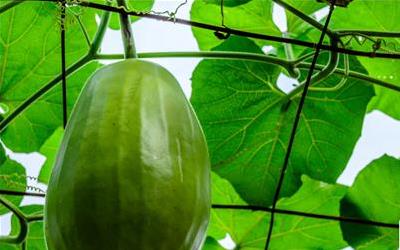 羊肉炖冬瓜的家常做法与养生功效详解