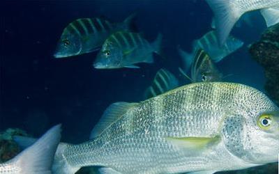 深海石斑鱼的营养价值与美味做法全解析