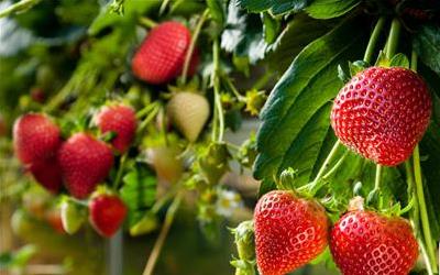 草莓酸奶：双重营养，健康生活新选择