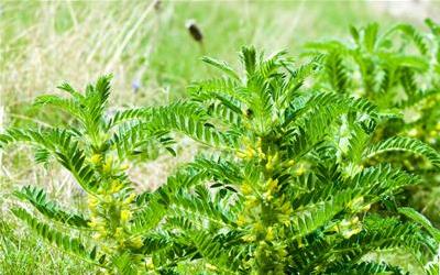 当归黄芪泡水饮用注意事项与功效详解