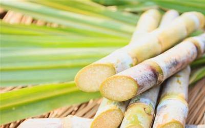 吃甘蔗真的可以去火吗？专家详解甘蔗的功效与食用注意事项