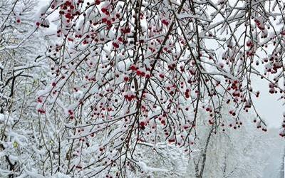 冬季养生茶饮指南：泡什么茶最养生？