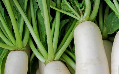 青萝卜的药用价值深度解析：提高免疫力、促进消化、辅助减肥