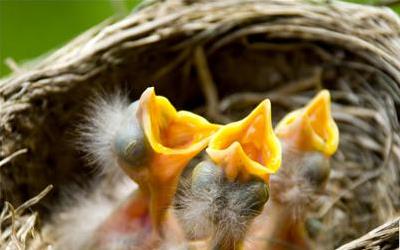 儿童常吃燕窝：揭秘其营养价值与益处