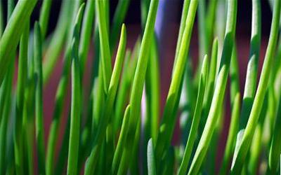 春季美食攻略：韭菜的益处、挑选与食用禁忌详解