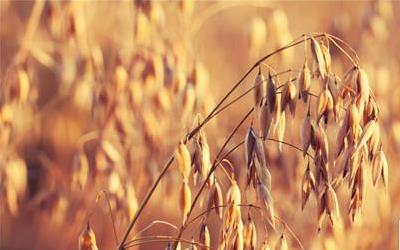 谷物饮料：健康生活的新选择