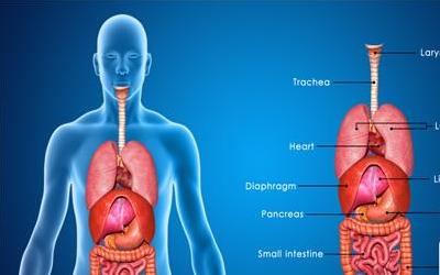 胆囊穿刺手术后的饮食调理与胆囊炎的诊断要点
