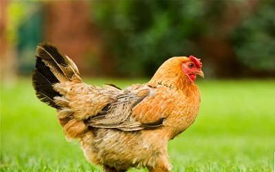催奶饮食指南：公鸡与母鸡的选择智慧