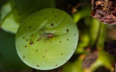 肠道寄生虫病的全面解析与预防指南