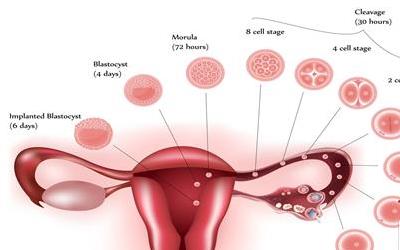 揭秘：右卵巢比左卵巢大的常见原因及应对策略