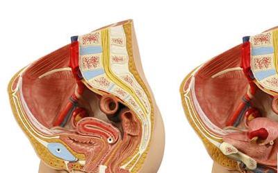 夏季龟头炎高发，掌握这些治疗方法告别困扰