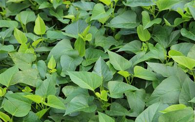 红薯叶美味食谱：3种简单易学的家常做法