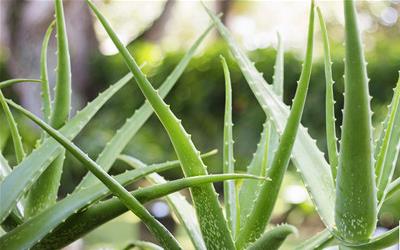 芦荟胶护肤全攻略：正确使用方法与注意事项