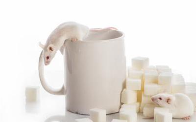 深度解析：白化病的成因、症状与应对策略