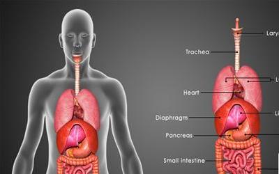 五脏六腑详解：人体健康的核心奥秘
