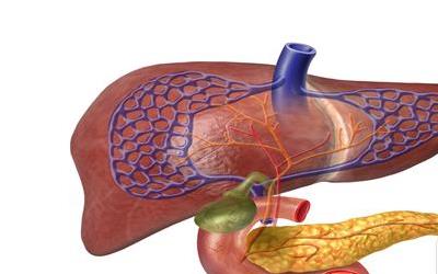 黄柏胶囊的显著功效与使用注意事项全解析
