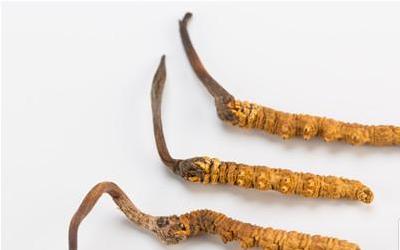 冬虫夏草：揭秘神奇功效，助你健康养生