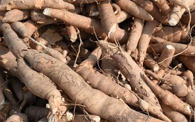 核桃隔心木：养生佳品，功效显著