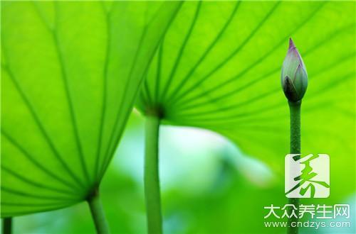 荷叶的全面功效与实用应用详解